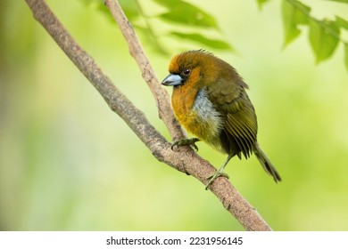 Prong-billed barbet (Semnornis frantzii) is a distinctive, relatively large-billed bird native to humid highland forest of Costa Rica and western Panama. 
