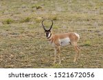 Pronghonr (Antilocapra americana) buck on the high plains of Colorado