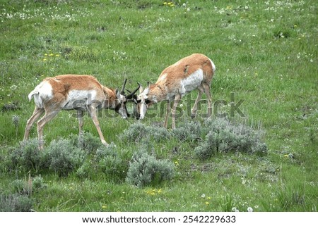 Pronghor sheep fighting late spring 