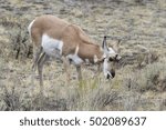 Pronghorn