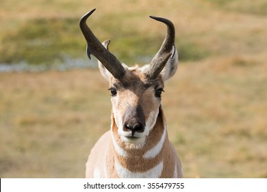 Pronghorn