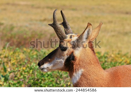 Pronghorn