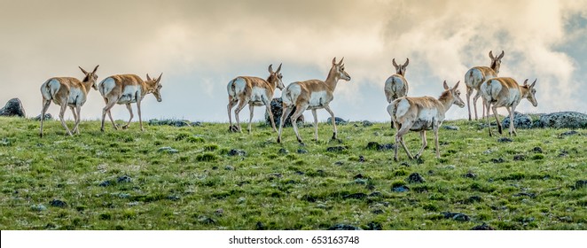 Pronghorn Antelope
