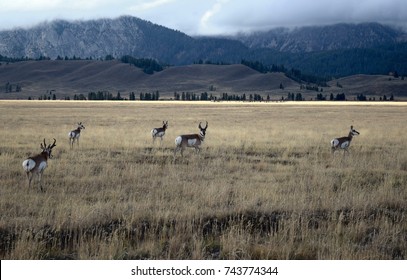 Pronghorn Antelope