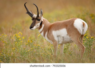 A Pronghorn Antelope