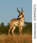 Pronghorn antelope, Antilocarpa americana, South Dakota