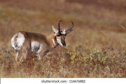 Pronghorn Antelope In An Autumn Prairie Environment; Big Game Hunting Montana