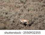 Pronghorn Antelope Buck in Wyoming in autumn