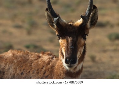 Pronghorn Antelope Close-up Portrait In An Animal Sanctuary In Guerrero Negro, Baja California In Mexico. Wildlife Photography Of Berrendo With Antlers.