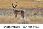 pronghorn antelope in colorado in a field