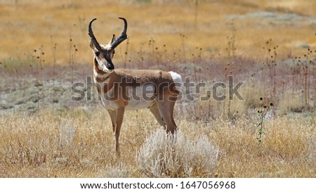 pronghorn antelope in colorado in a field