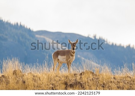 Pronghorn Antelope Doe in Wyoming in Autumn