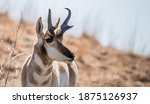 pronghorn antelope grazing in grasslands