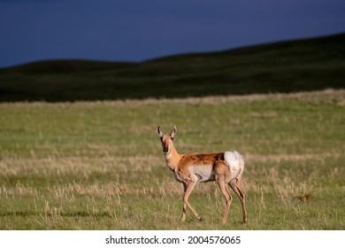 Pronghorn Antelope In Late Light Near Augusta, Montana, USA