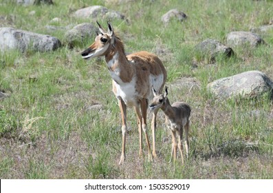 Pronghorn Antelope Mom Baby Stock Photo 1503529019 | Shutterstock