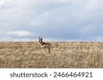 Pronghorn antelope on Antelope Island, Utah	