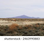 Pronghorn Antelope in the Oregon Outback                               