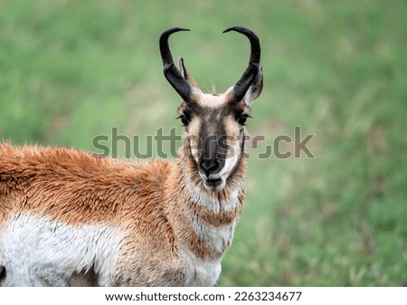 Pronghorn Antelope Prairies Saskatchewan Canada Wild