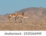 Pronghorn Antelope in the rut in Autumn in the Utah Desert