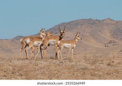 Pronghorn Antelope in the rut in Autumn in the Utah Desert - Powered by Shutterstock