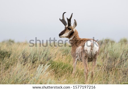 Pronghorn antelope in sagebrush meadow, buck or male