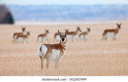 Pronghorn Antelope In A Saskatchewan Field Canada