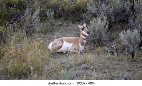 a pronghorn antelope sits on the ground at yellowstone national park in wyoming, usa