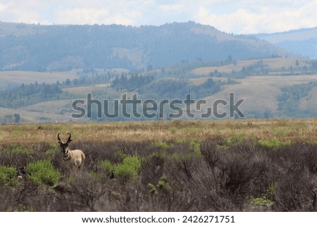 Pronghorn antelope standing in brush with mountainous background of northwestern Wyoming. Antelope in foreground with high desert scrub surroundings.  Wyoming countryside with wildlife.