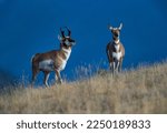 Pronghorn Antelope in the wild