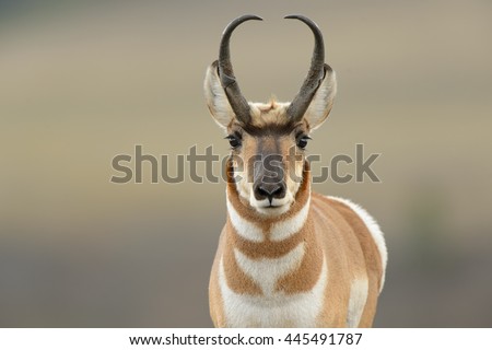 Pronghorn (Antilocapra american) - Curious 