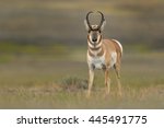 Pronghorn (Antilocapra american) - at Lamar Valley