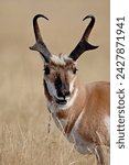 Pronghorn (antilocapra americana) buck eating, custer state park, south dakota, united states of america, north america