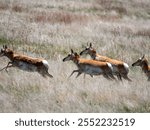 Pronghorn Antilocapra americana galloping in a field