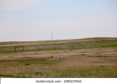 Pronghorn In Badlands, SD