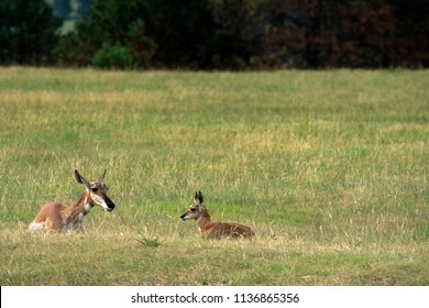 Pronghorn and calf at Custer State Park in the Black Hils of South Dakota
