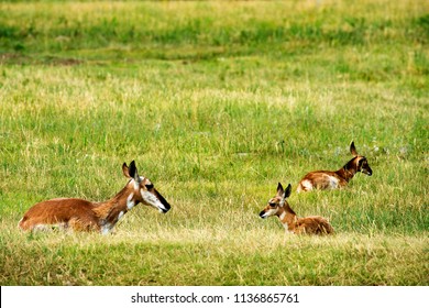 Pronghorn and calf at Custer State Park in the Black Hils of South Dakota