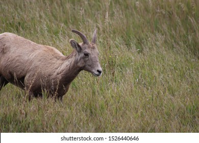 Pronghorn Deer Meandering Through The Great Plains