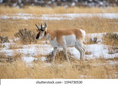 Pronghorn Deer In Montana Rocky Mountains