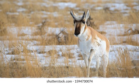 Pronghorn Deer In Montana Walking In A Field