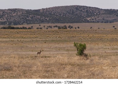 A Pronghorn Deer Walking In A Field