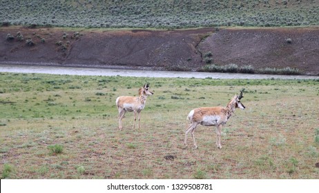 Pronghorn Deer In Yellowstone National Park