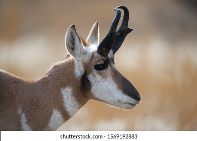 Pronghorn Deer In Yellowstone National Park