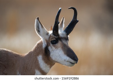 Pronghorn Deer In Yellowstone National Park