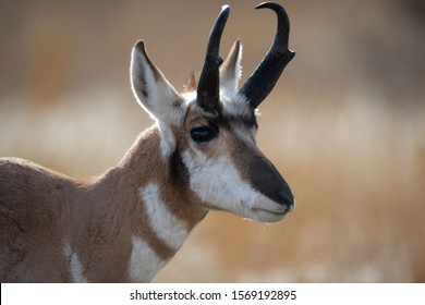 Pronghorn Deer In Yellowstone National Park