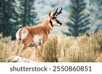 Pronghorn in a field in Yellowstone National Park