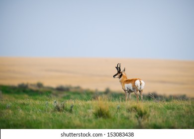 Pronghorn Grasslands National Park Saskatchewan Canada