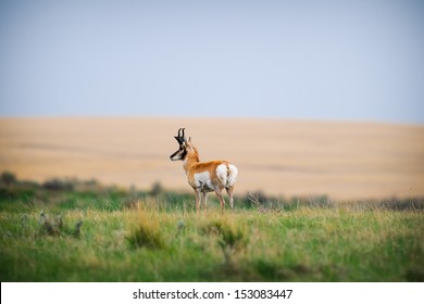 Pronghorn Grasslands National Park Saskatchewan Canada