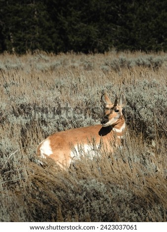 A pronghorn grazes in the shadow of the Grand Teton, epitomizing the harmonious coexistence of wildlife and stunning mountain landscapes.