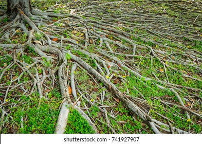 Adventitious Roots Images Stock Photos Vectors Shutterstock