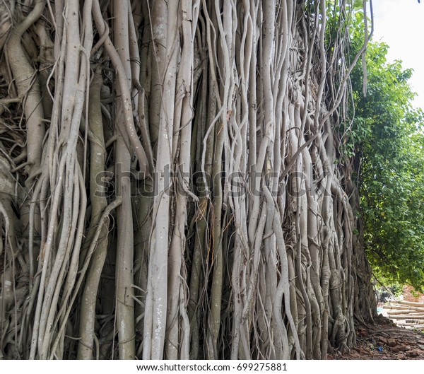 Prop roots of a 100\
year old banyan tree.